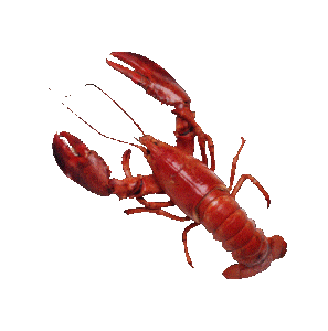 homard2