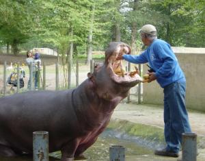 Spectacle avec hippopotames à Attilly 