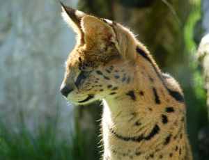 serval